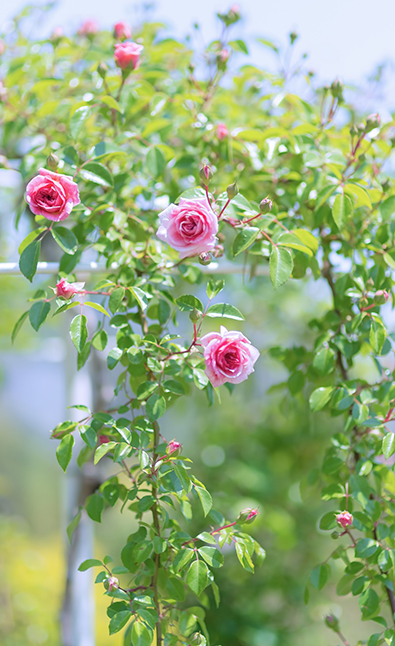 あすかお買い物ポイント10倍‼️ 期間限定　UVケア キャンペーン